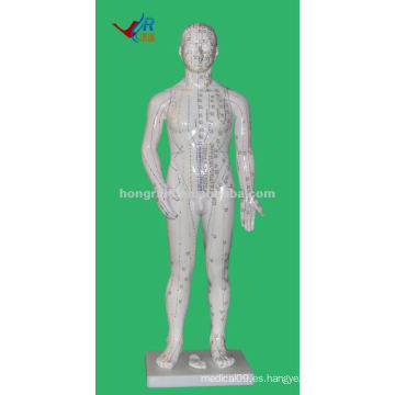 Anatomía china Profesional AcupunturaModelo Médico, 70cm